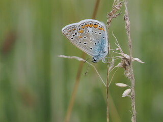 Modraszek ikar (Polyommatus icarus) wśród traw