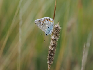 Modraszek ikar (Polyommatus icarus) wśród traw