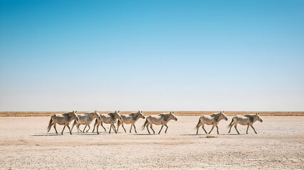 herd of wild asses, group at wild asses