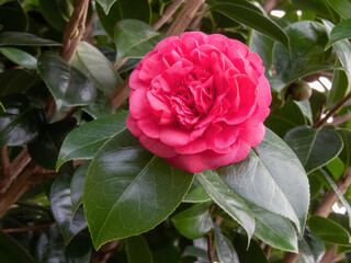 Japanese camellia,camellia japonica or common camellia pink flower