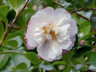 Camellia sasanqua white and pink flower and lush green foliage