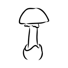 Toadstools, , vector illustrations. Sketch style, toadstool mushroom, vector