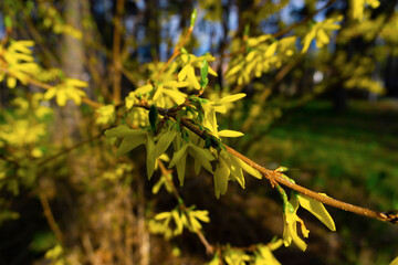 Yellow flowering forsythia bush