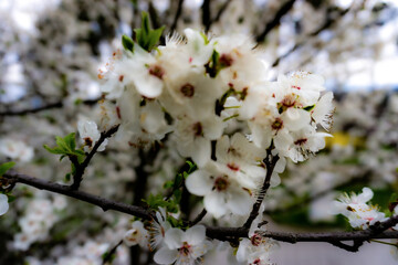 Obraz premium flowers spring nature background blossom