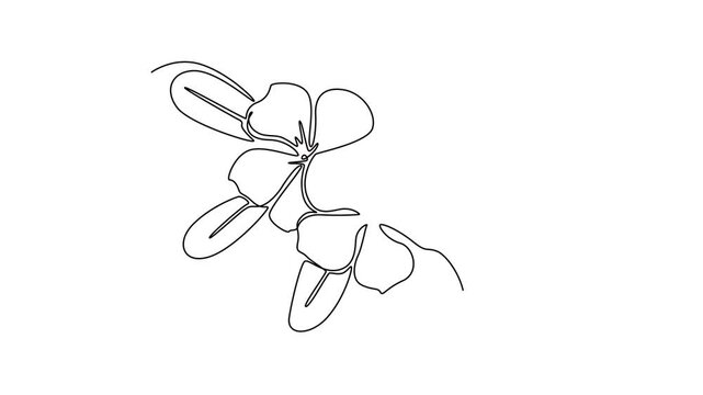 Self drawing animation of single line draw beauty fresh catharanthus for home wall decor art. Decorative periwinkle flower concept wedding invitation card. Continuous line draw. Full length animated