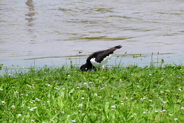 oyster catcher on a flooded parking lot, cathing food