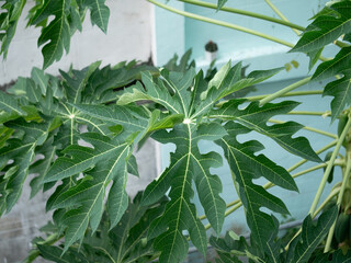 Fototapeta premium Exploring the unique characteristics of papaya leaves in tropical nature botanical study lush environment close-up perspective plant biology