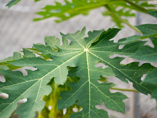 Exploring papaya leaves nature's design tropical garden macro photography lush environment close-up botanical beauty