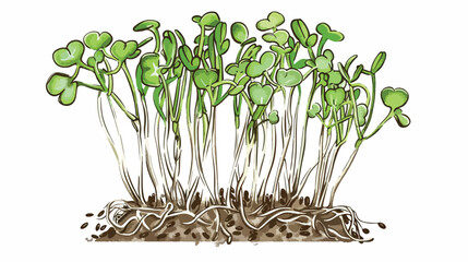 Chia Sprout Microgreen Food Vector Illustration