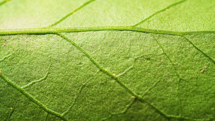 leaf texture macro photo