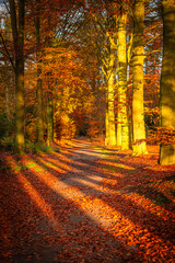 Tree-lined avenue in Mastenbos, Kapellen, during autumn