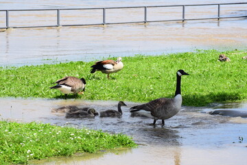 Canada goose family on a flooded waterfront park