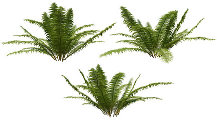 Fern tree png transparent. 3D rendering