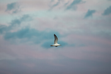 Isolated photo of a Seagull flying in the blue sky. Bird wing span.
