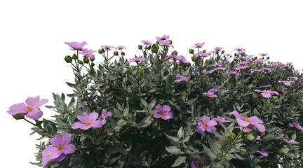 Leucophyllum frutescens png transparent. 3D rendering