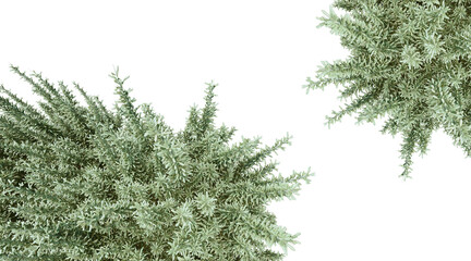 Fototapeta premium Lavender tree png transparent. 3D rendering