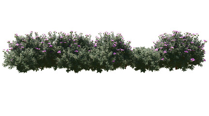Leucophyllum frutescens png transparent. 3D rendering