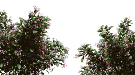 Manaca Rain tree png transparent. 3D rendering 