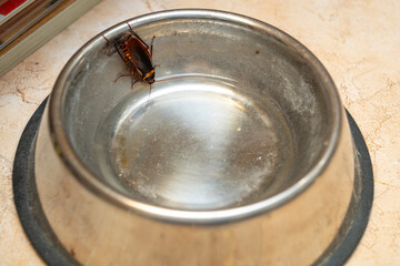 a cockroach drinking water from a stainless steel bowl