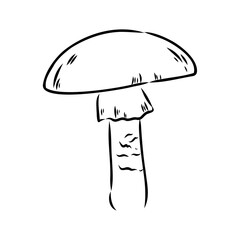 Toadstools, , vector illustrations. Sketch style, toadstool mushroom, vector