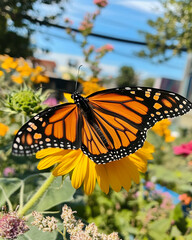 Fototapeta premium A monarch butterfly with distinctive orange and black wings delicately perches on a large, yellow sunflower