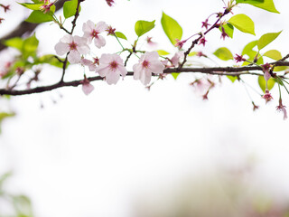 Beautiful flowers, space for text