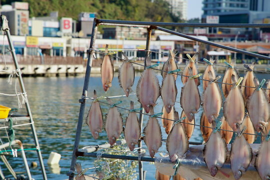 Close-Up of Fish Drying on Rack at Daepo Port