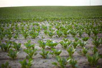 Sugar beets grow in the field