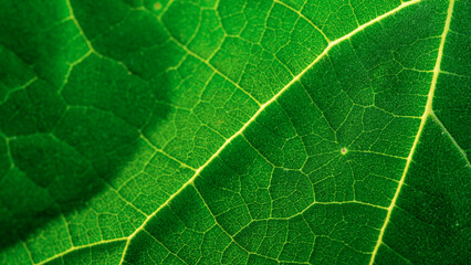 Paulownia leaf texture macro photo