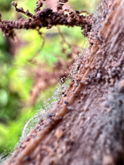 Macro Photo Of Trichoderma Fungal Mycelia On The Surface Of A Stem