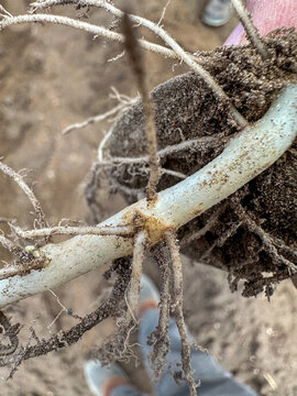 Closeup Of Young Potato Stems Showing Some Rhizoctonia Disease
