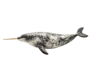 Narwhal with its long tusk gliding