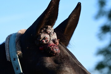 Equines Sarkoid. Detail eines Pferdekopfes mit großem Tumor am Ohr © Grubärin