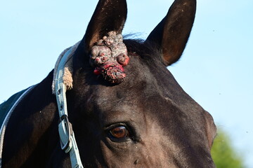 Equines Sarkoid. Detail eines Pferdekopfes mit großem Tumor am Ohr