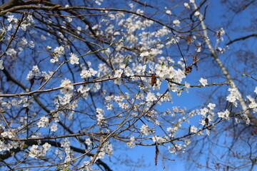Wild cherry flowering in spring on Schwanheim meadow