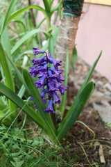 Fototapeta premium Blue ornamental hyacinth in the spring garden