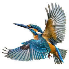  Kingfisher flying isolated on white or transparent.png