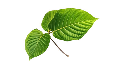  Kratom plant isolated on white or transparent.png