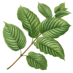 Kratom plant isolated or transparent.png