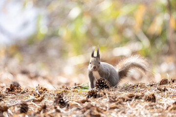 Cute fluffy Ezo squirrel enjoying