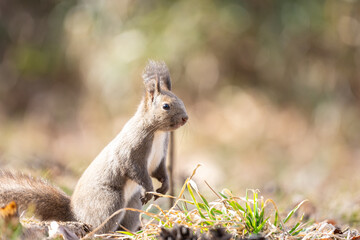 Ezo squirrel is standing