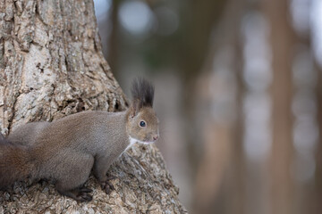 Hokkaido squirrel on a tree
