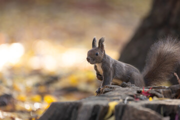Fototapeta premium Hokkaido squirrel on a tree