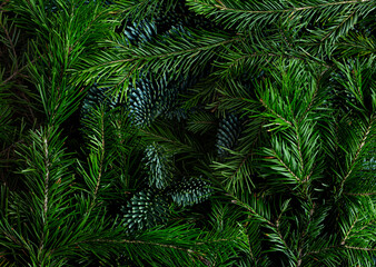 Christmas Background from Fir Branches