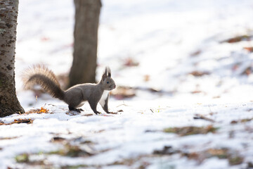 Obraz premium Ezo squirrel in the snow
