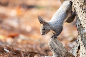 Ezo squirrel on a tree