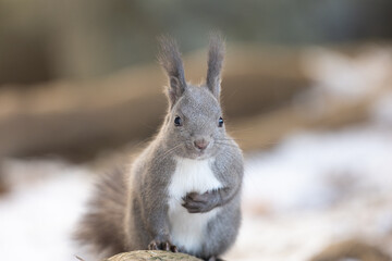 Hokkaido squirrel