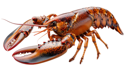Lobster isolated on white or transparentbackground.png