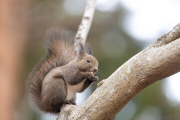 Wild Ezo squirrel holding and eating a nut in the forest