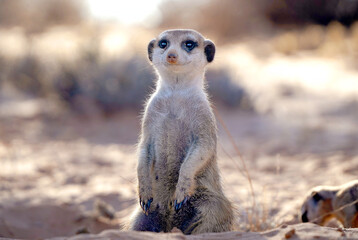 Cute meerkat in a burrow in Kalahari desert, South Africa